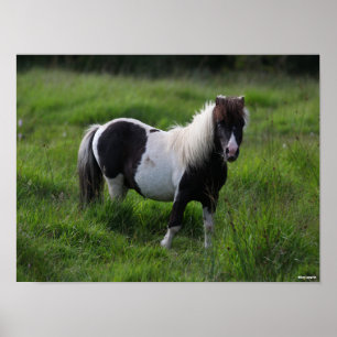 Poster Shetland Pony Stallion Em Grama