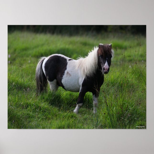 Poster Shetland Pony Stallion Em Grama (Frente)