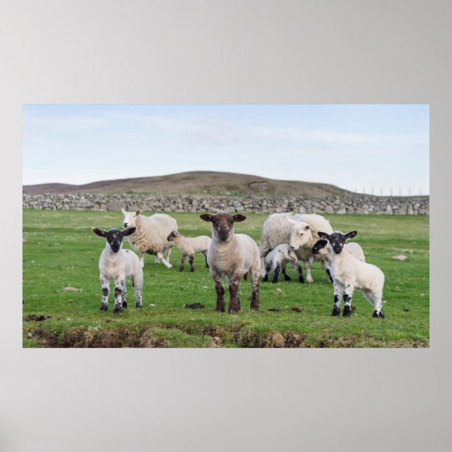 Poster Shetland Sheep 5 (Frente)