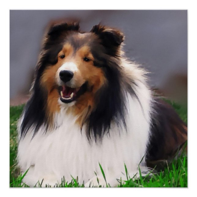 Póster Shetland Sheepdog Art (Frente)