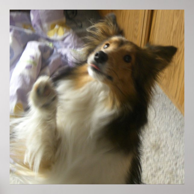 Poster Shetland Sheepdog Pedindo (Frente)