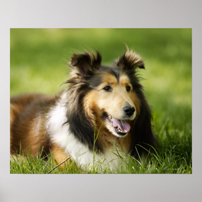 Póster Shetland Sheepdog sentado na relva (Frente)