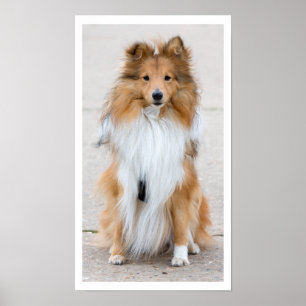 Póster Shetland Sheepdog Sitting