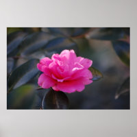 Shi Shi Camellia