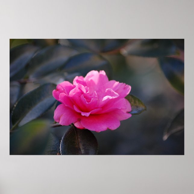 Póster Shi Shi Camellia (Frente)