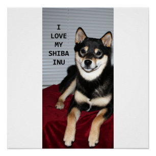Póster shiba cheio preto e bronzeado amor
