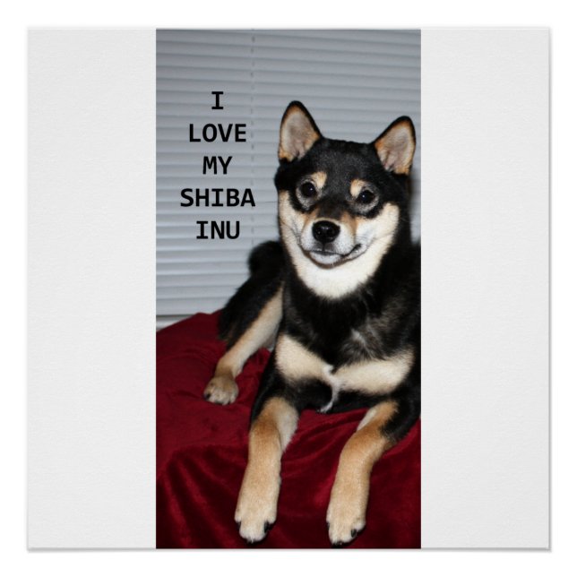 Póster shiba cheio preto e bronzeado amor w pic (Frente)