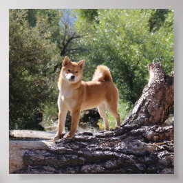 Poster Shiba Inu