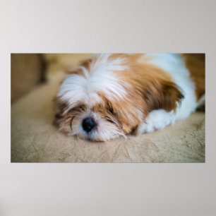 Poster Shih Tzu