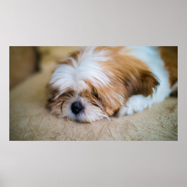 Poster Shih Tzu (Frente)
