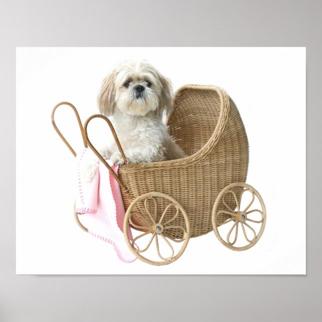 Poster Shih Tzu carruagem bebê (Frente)