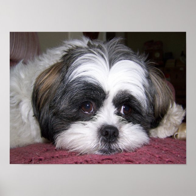 Póster Shih Tzu Dog (Frente)