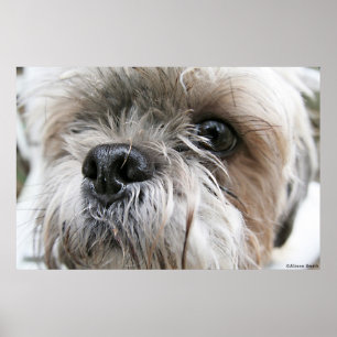 Poster Shih Tzu enfrenta