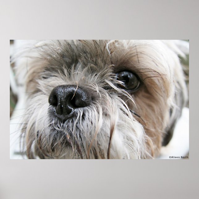 Poster Shih Tzu Face (Frente)