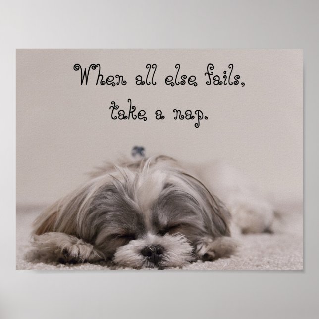 Poster Shih Tzu Nap (Frente)