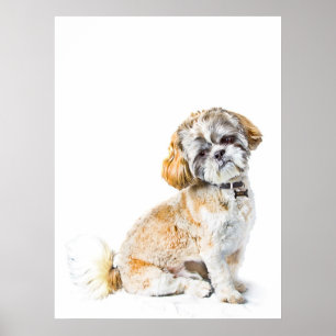 Póster Shih Tzu Poster/Impressão