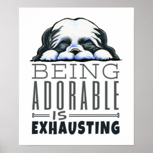 Póster Shih Tzu Sendo Adorável
