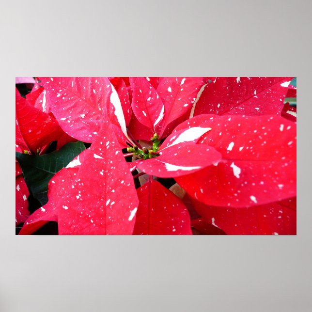 Poster Shimmer Star Surprise Poinsettia Foliday Floral (Frente)
