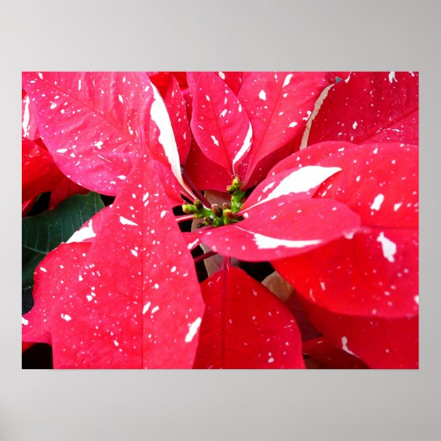 Poster Shimmer Star Surprise Poinsettia Foliday Floral (Frente)
