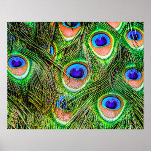 Poster Shimmering Peacock Feathers