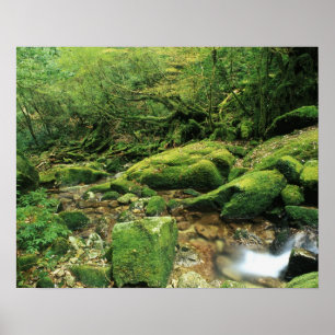 Póster Shiratani Unsuikyo, Yakushima, Kagoshima, Japão