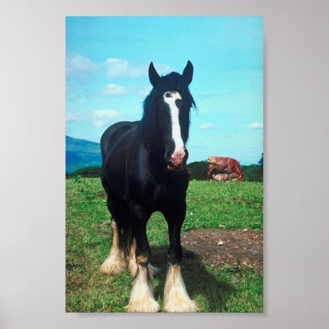 Póster Shire Permanente (Frente)