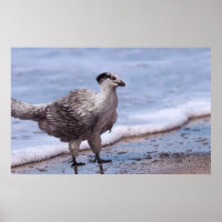 Shorebird Archaeopteryx