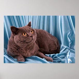 Póster Shorthair britânico, azul