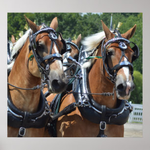 Póster Show de Cavalos Condutores de Carruagems de Hill W