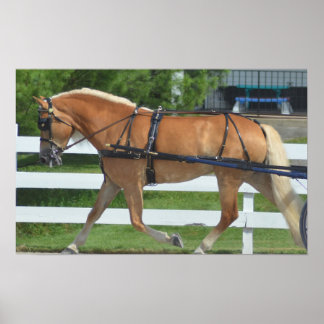 Poster Show de Cavalos Condutores de Carruagems de Hill W