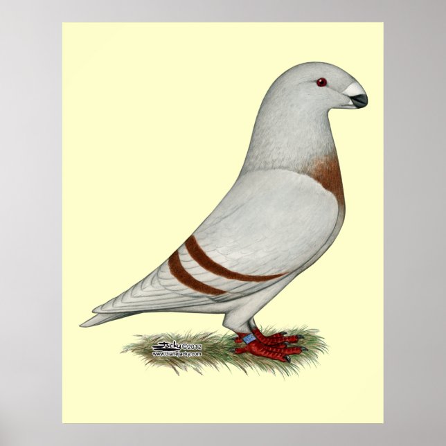 Poster Show Racer Red Bar Pigeon (Frente)