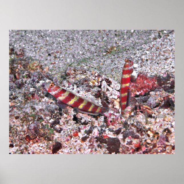 Poster Shrimp Goby Duo (Frente)