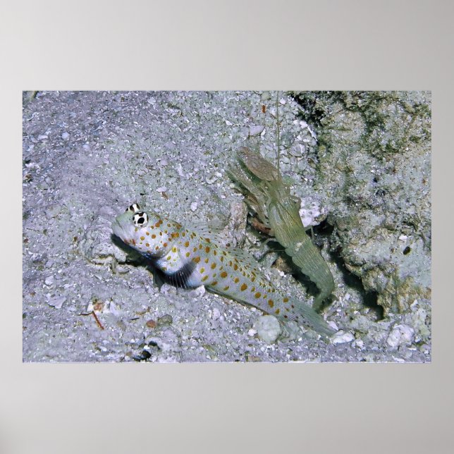 Poster Shrimp Goby e parceiro (Frente)