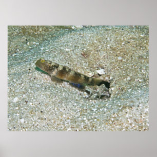 Poster Shrimp Goby e Shrimp