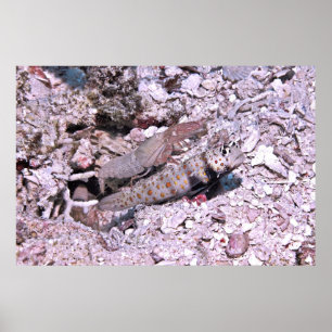 Poster Shrimp Goby e Shrimp