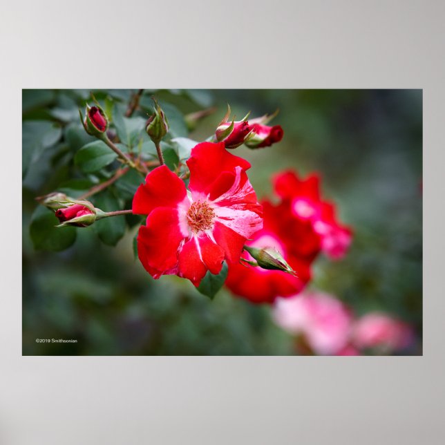 Poster Shrub de 4 de julho (Frente)