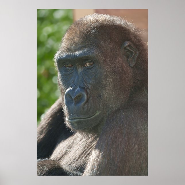 Poster Shufai do Zoo Twycross (Frente)