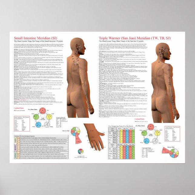 Poster SI TW Meridian Acupuncture Points (Frente)
