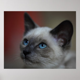 Póster Siamese kitten