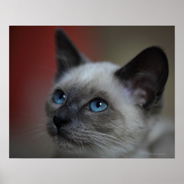 Póster Siamese kitten (Frente)