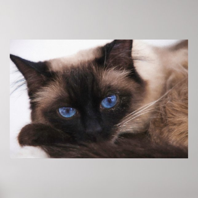 Poster Siamese Kitten Docinho Face (Frente)