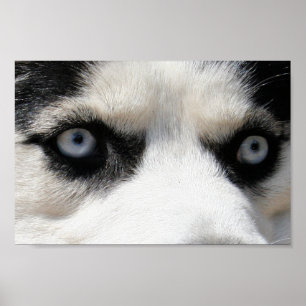 Póster Siberian Husky Demon 3