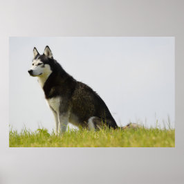 Poster Siberian Husky Dog Belo Fotografia