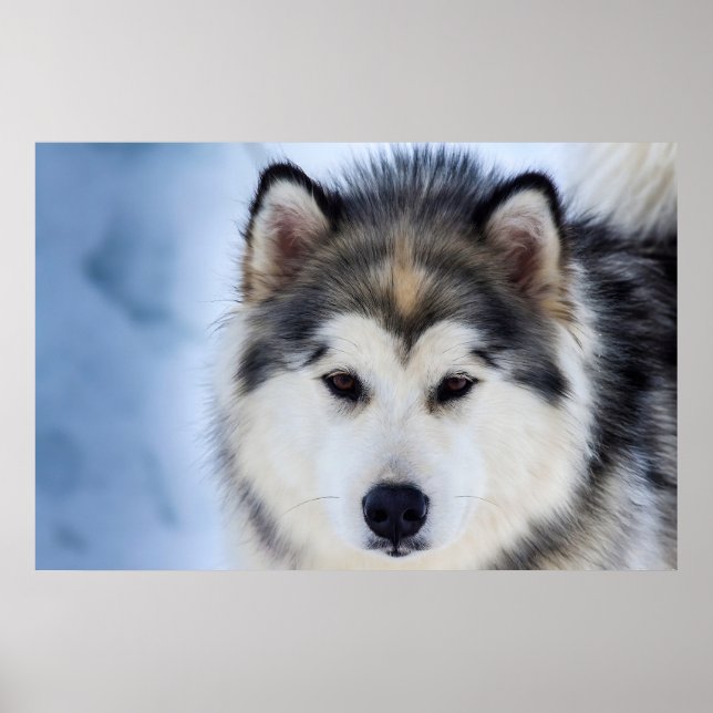 Poster Siberian Husky Dog Face Fotografia (Frente)