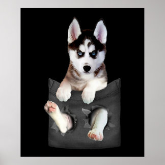 Poster Siberian Husky Em Pocket Puppy