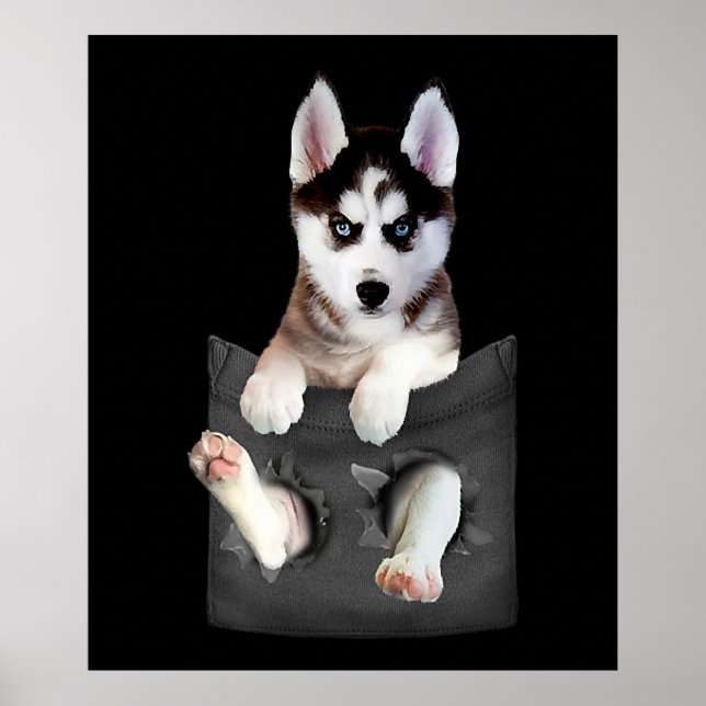 Poster Siberian Husky Em Pocket Puppy (Frente)