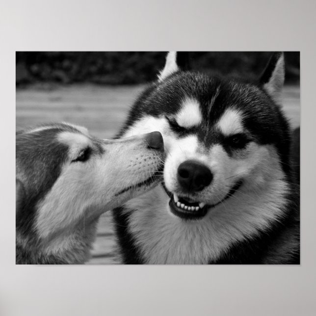 Poster Siberian Husky Love (Frente)
