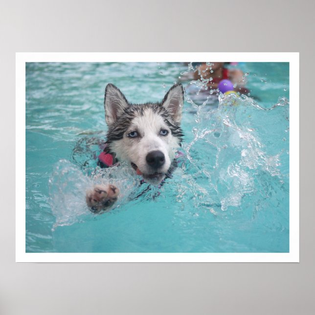 Póster Siberian Husky Nadando na Piscina (Frente)