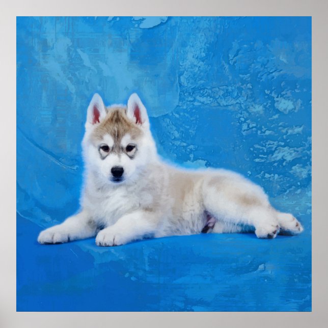 Poster Siberian Husky Puppy (Frente)