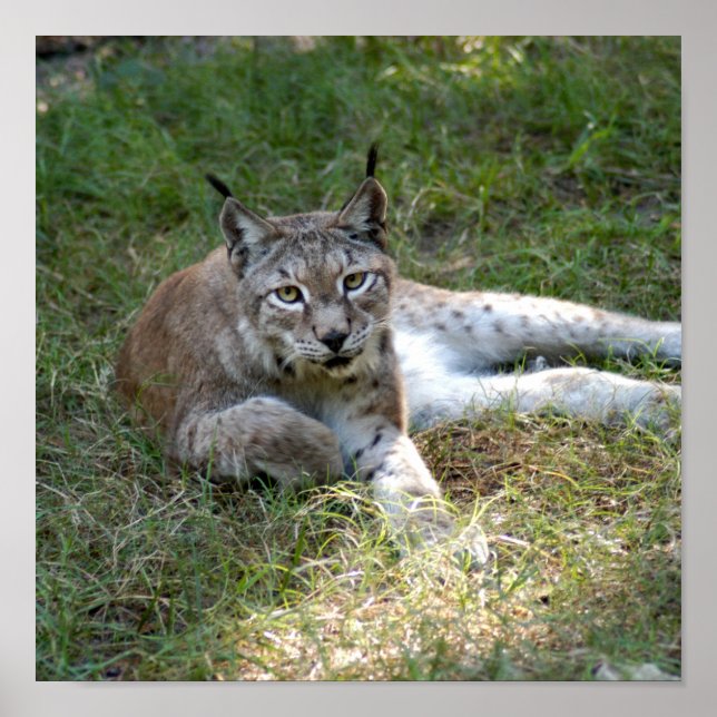 Póster siberian lynx 027 (Frente)